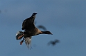 Pink-footed goose flying - H
